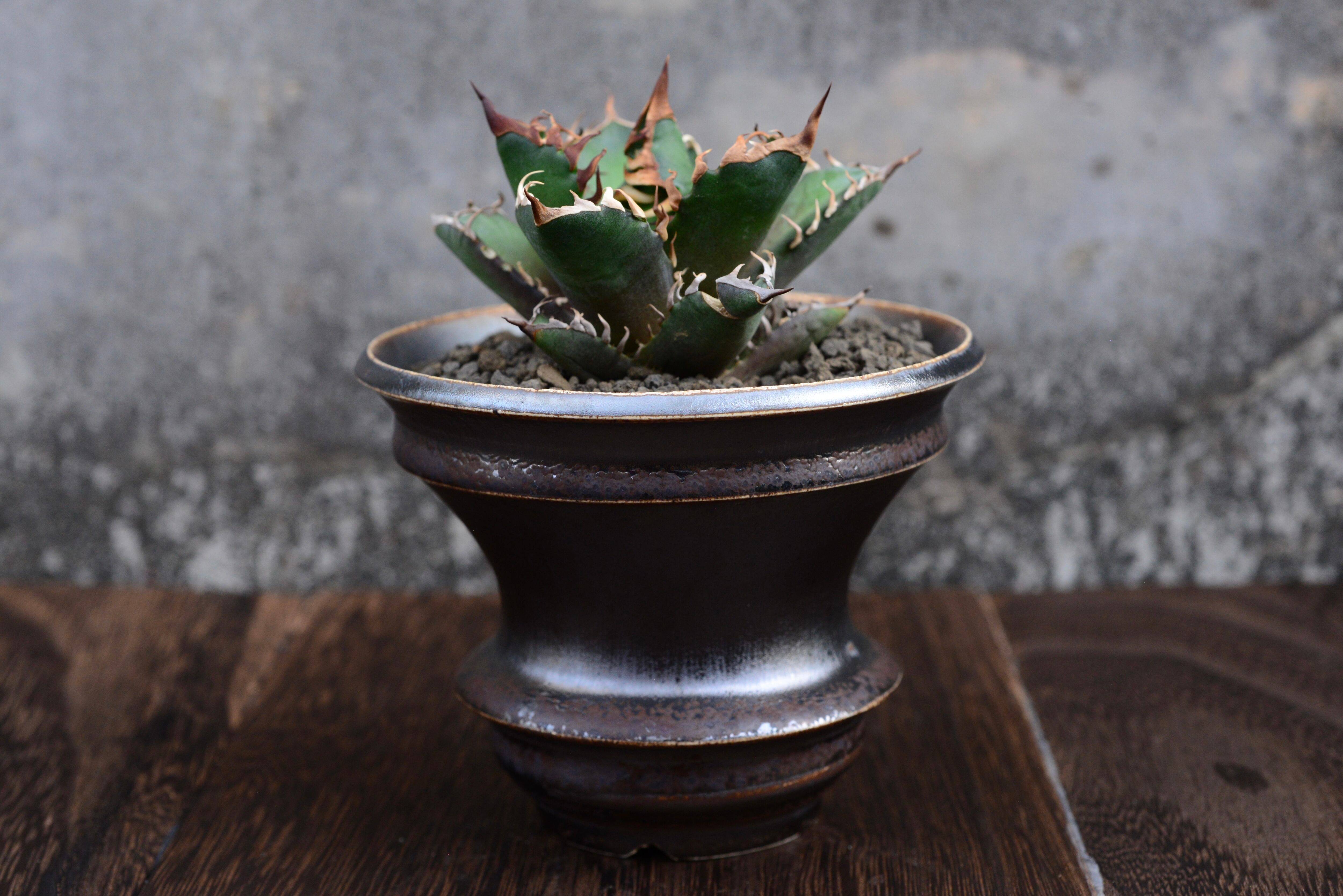 アガベ チタノタ レッドキャットウィーズル × 「Mederu pot ドリッパー