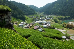 美濃白川茶　［上煎茶］　茶葉100ｇ
