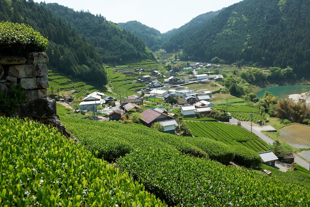 美濃白川茶　［上煎茶］　茶葉100ｇ