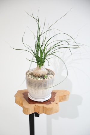 【S】トックリラン/Ponytail palm ※陶器鉢付き