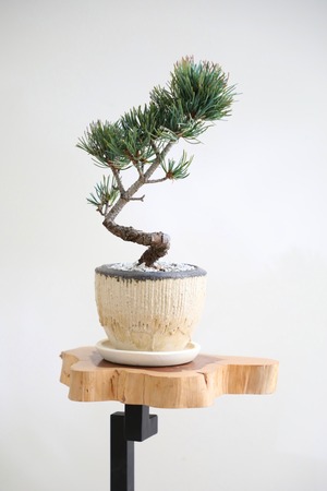 【S】五葉松 盆栽/Japanese white pine bonsai 　※陶器鉢付き