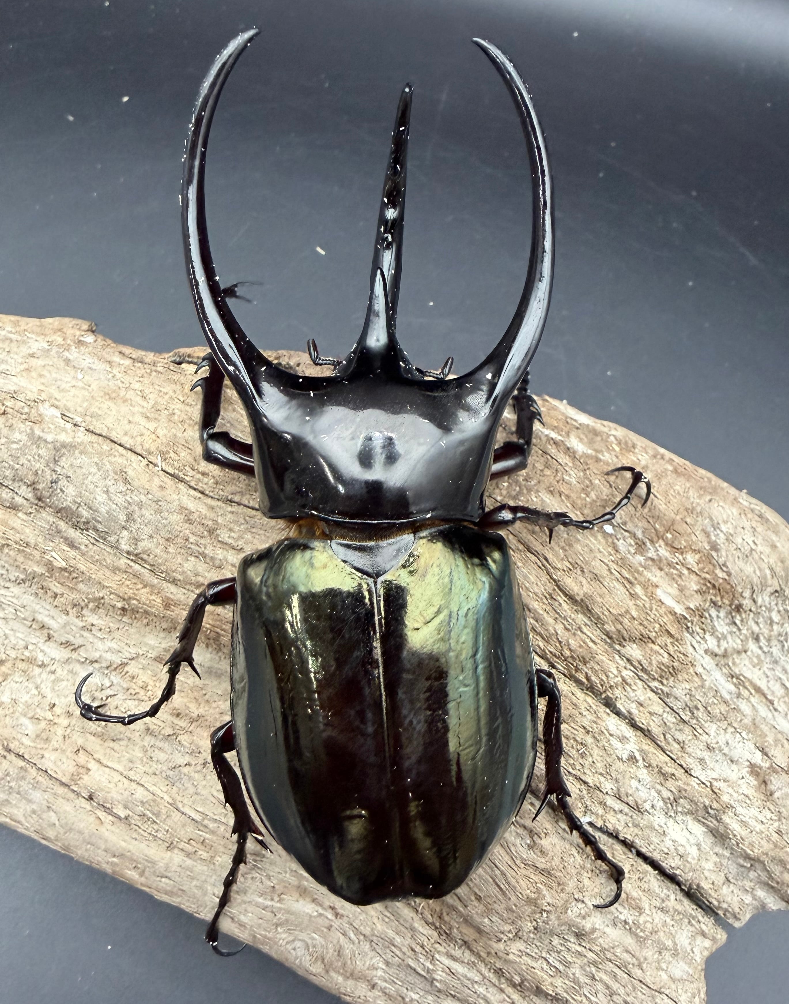 WD】《ジャワコーカサスオオカブト 104.5mm A'品ペア》 | KPW公式