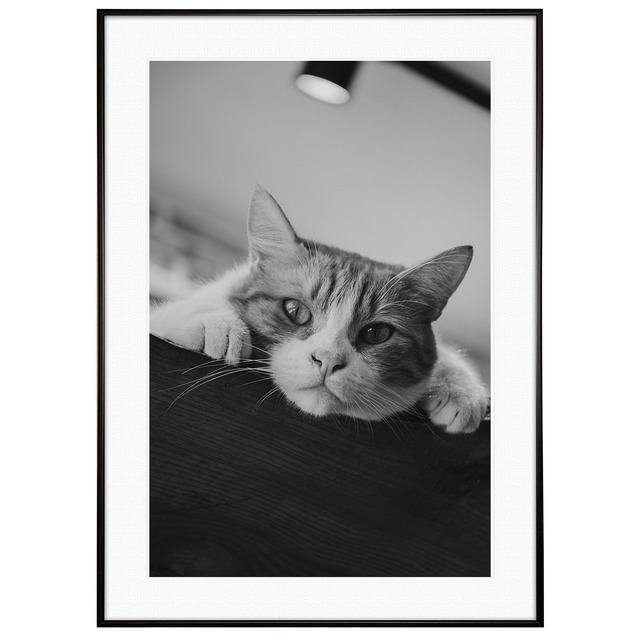 動物写真 見つめる猫 インテリア モノクロアートポスター額装 AS1292