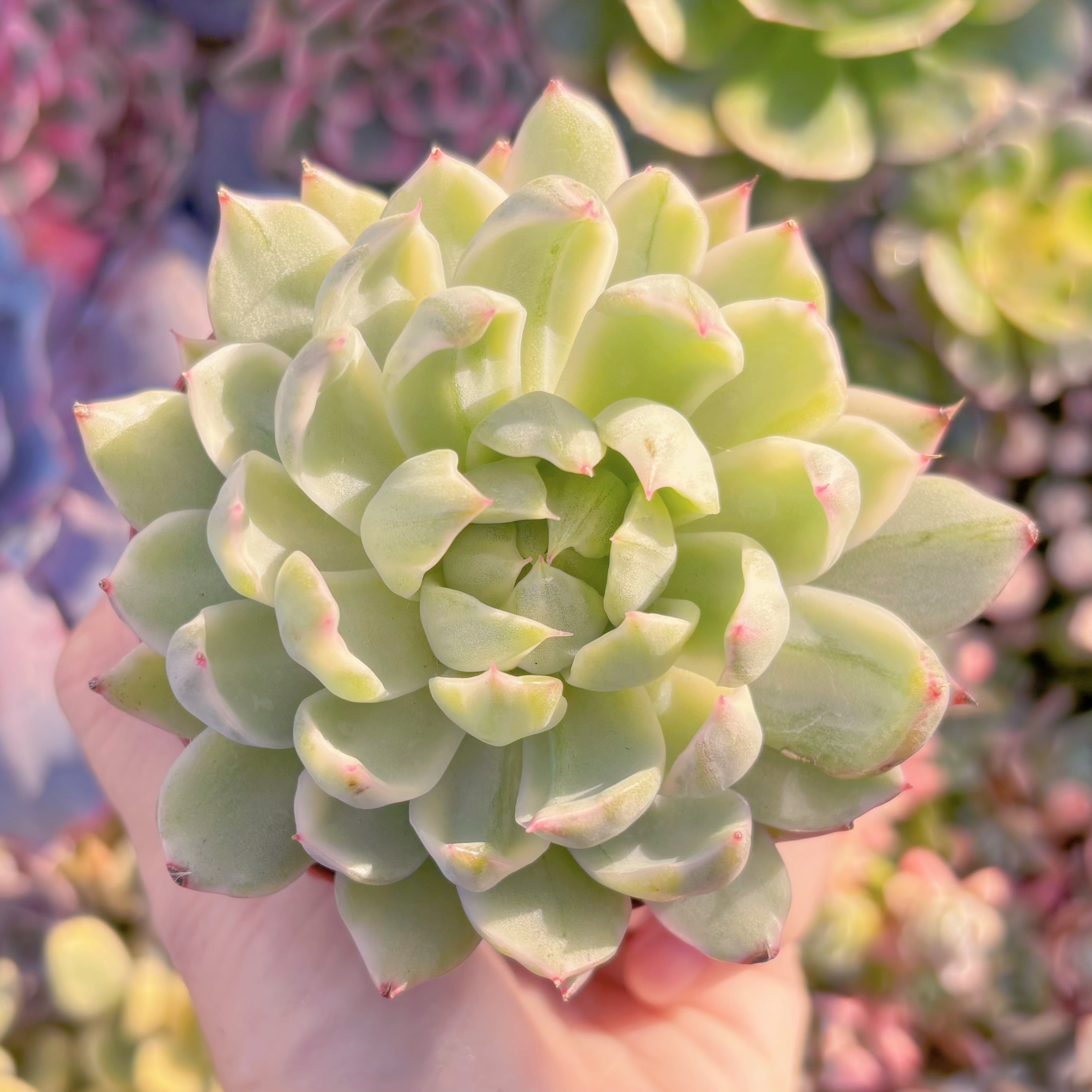 現品　雪白マリア錦#2002　るる農園