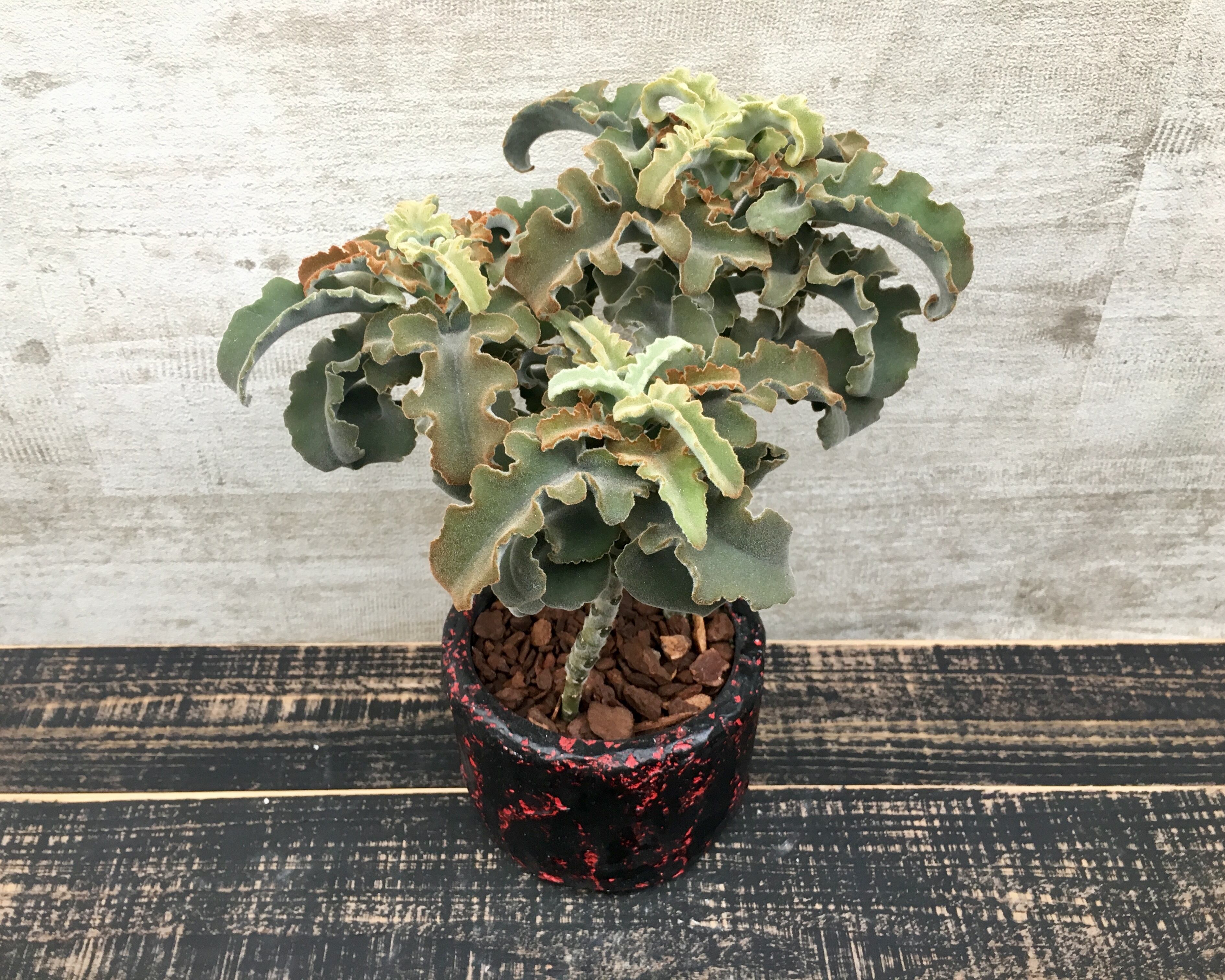 仙女の舞 カランコエ ベハレンシス Planet Plants プラネットプランツ 仙女の舞 カランコエ ベハレンシス Planet Plants プラネットプランツ