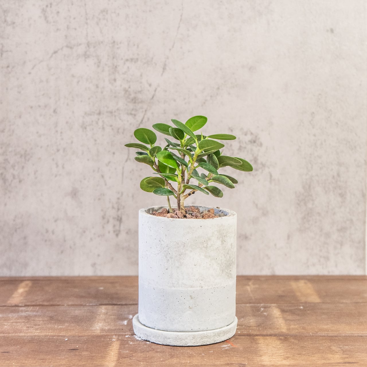 パンダガジュマル｜丸みを帯びた艶やかな葉と愛らしい姿が魅力の観葉植物｜癒しをもたらすインテリアグリーン【手づくりモルタル鉢】