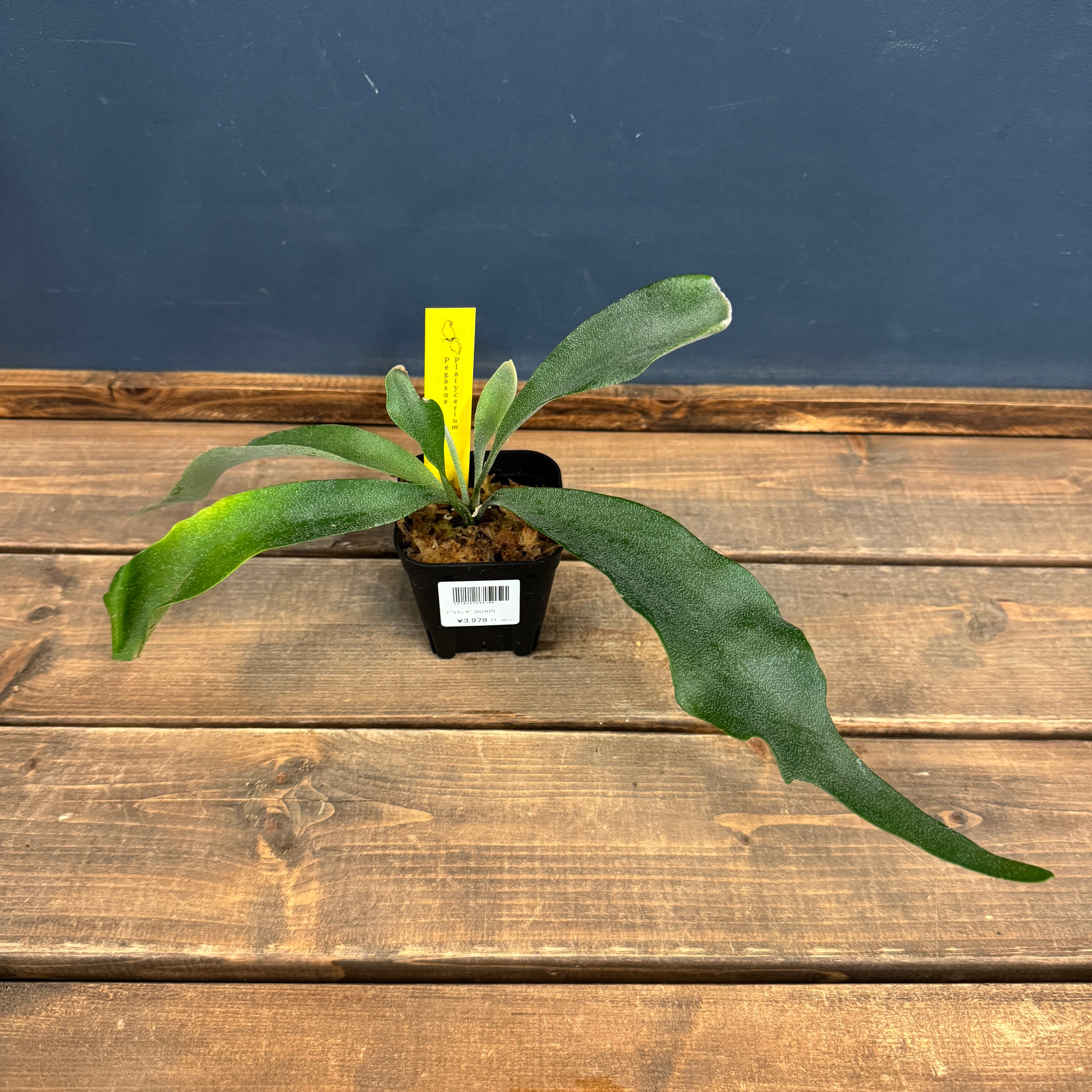 ビカクシダ | PROTOLEAF プロトリーフ