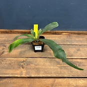 ビカクシダ Pegasus【108】