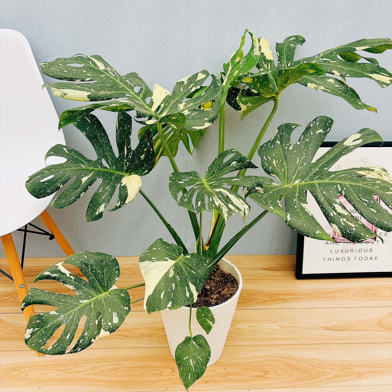 斑入り モンステラ デリシオーサ 白 クリーム （組織培養】モンステラ  