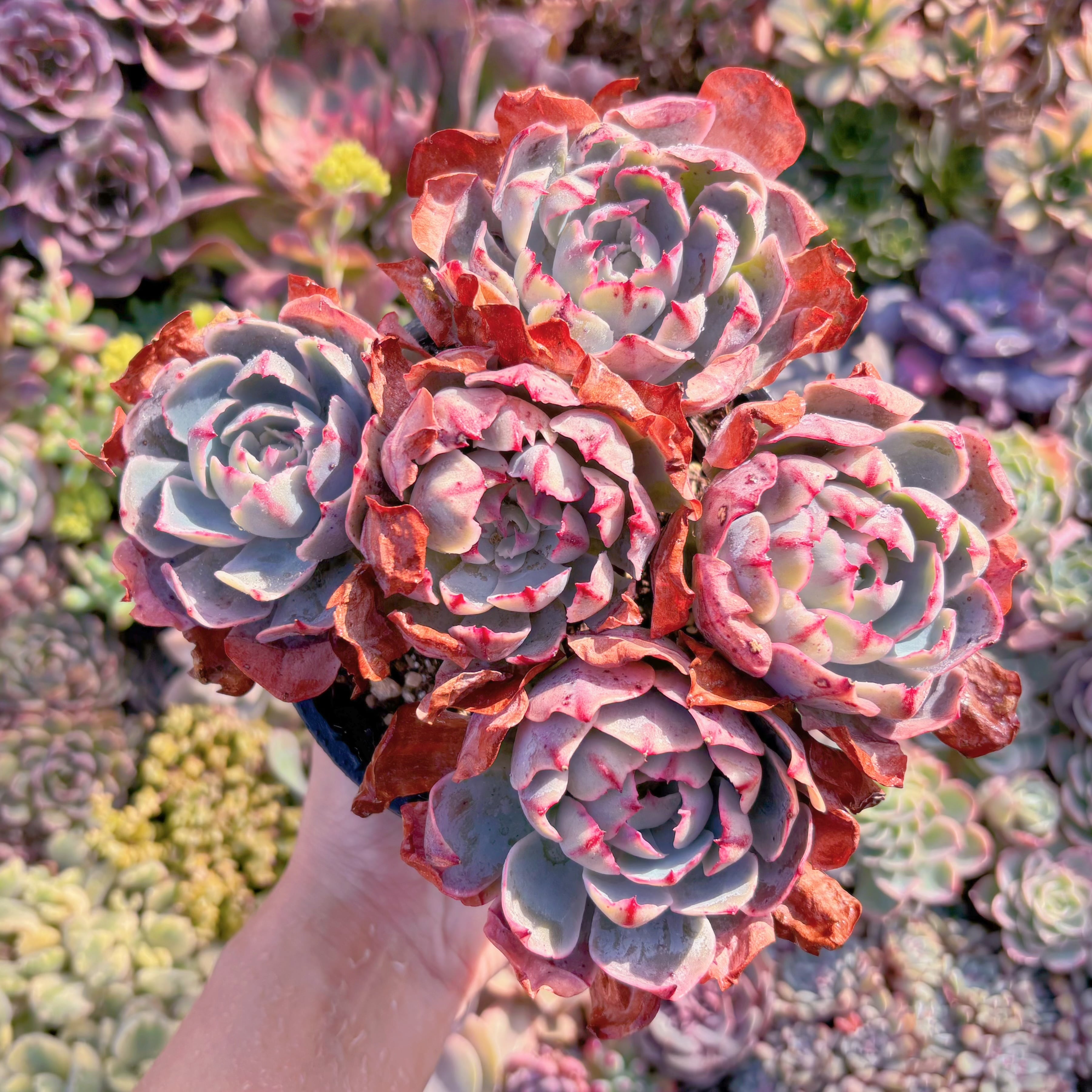 現品　アミスター#M027　特大群生　るる農園