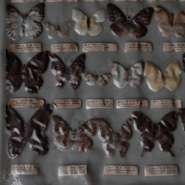 Butterfly specimens