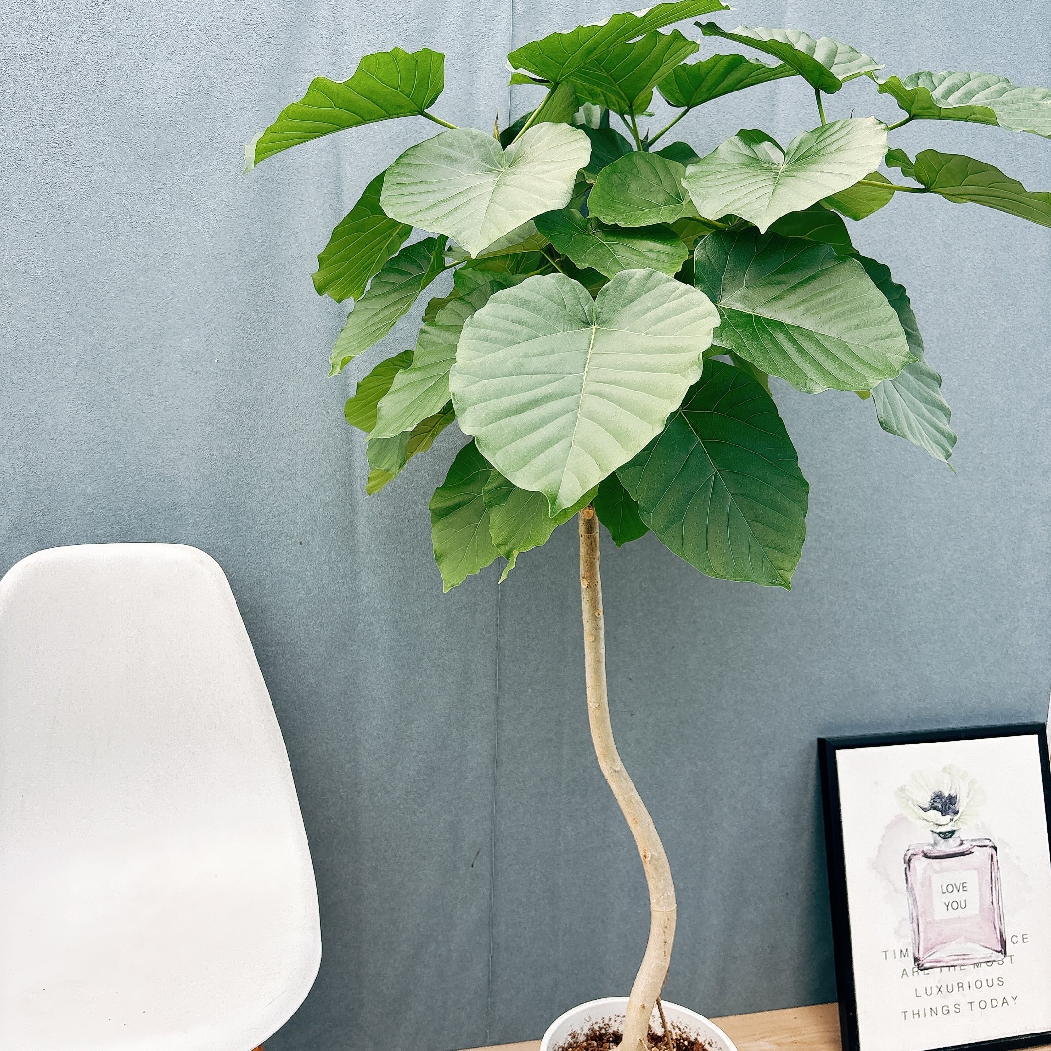 ［現品］20番　フィカス　ウンベラータ　8号　観葉植物　室内　ゴムの木　人気 現品］17番 フィカス ウンベラータ 8号 観葉植物 室内 大型 ゴムの木