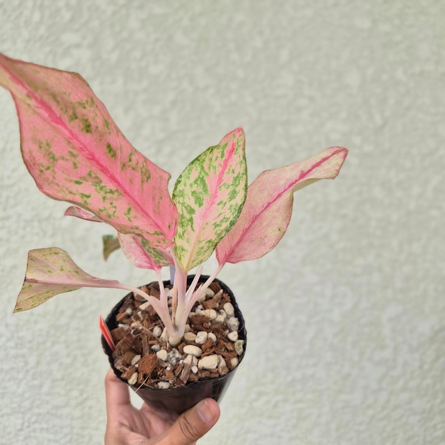 《Aglaonema Catherine Pink 》アグラオネマ・キャサリンピンク　観葉植物 ／ポット発送