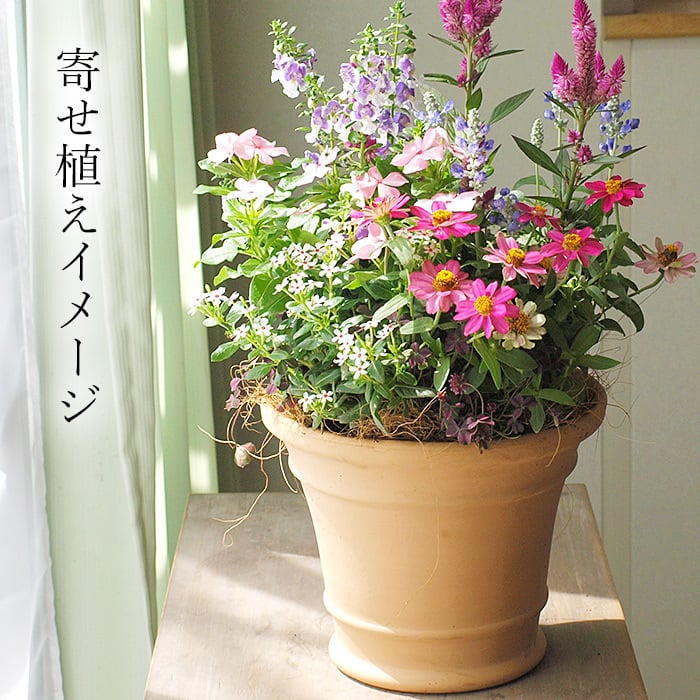 寄せ植えterracotta【すぐに飾れる】スペイン製テラコッタ鉢