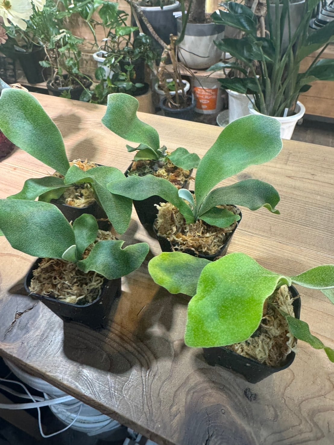 ALL ITEM | Plants.Links