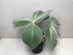 シンニンギア レウコトリカ 断崖の女王