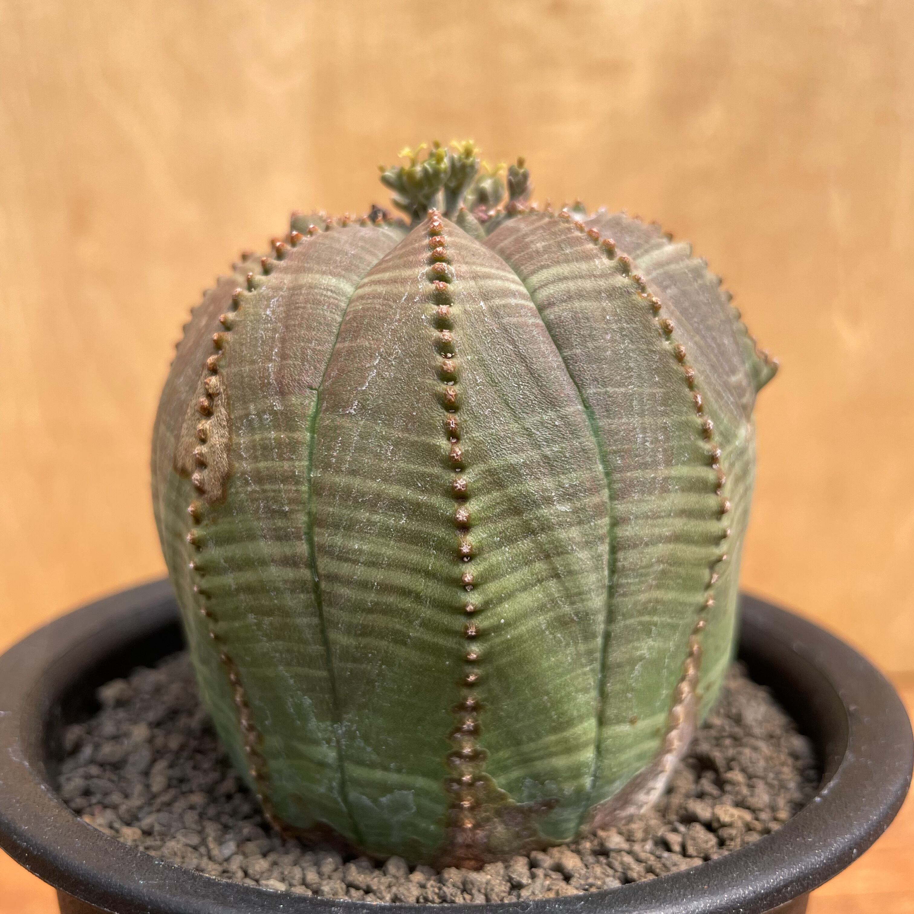 Euphorbia obesa【ユーフォルビア・オベサ・実生】 | RIMO'S GREEN