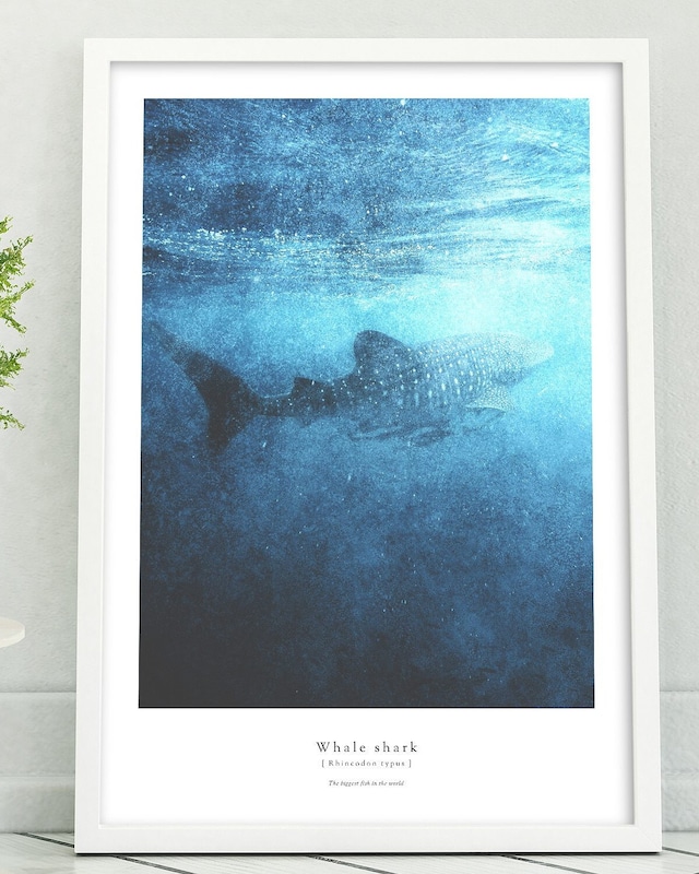 アートポスター / Whale shark   eb134