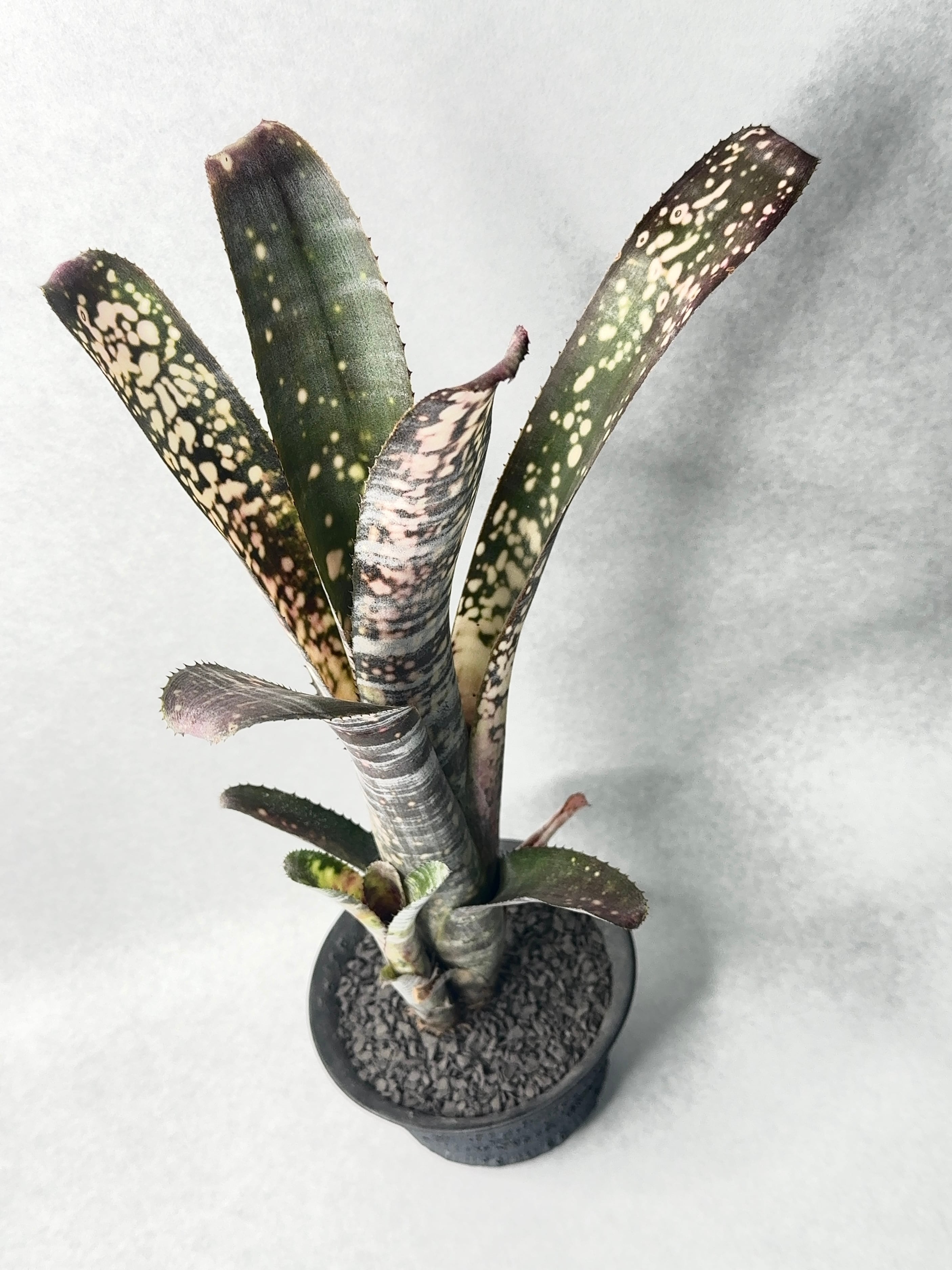 ドミンゴスマルティンス×ストロベリー | trigger