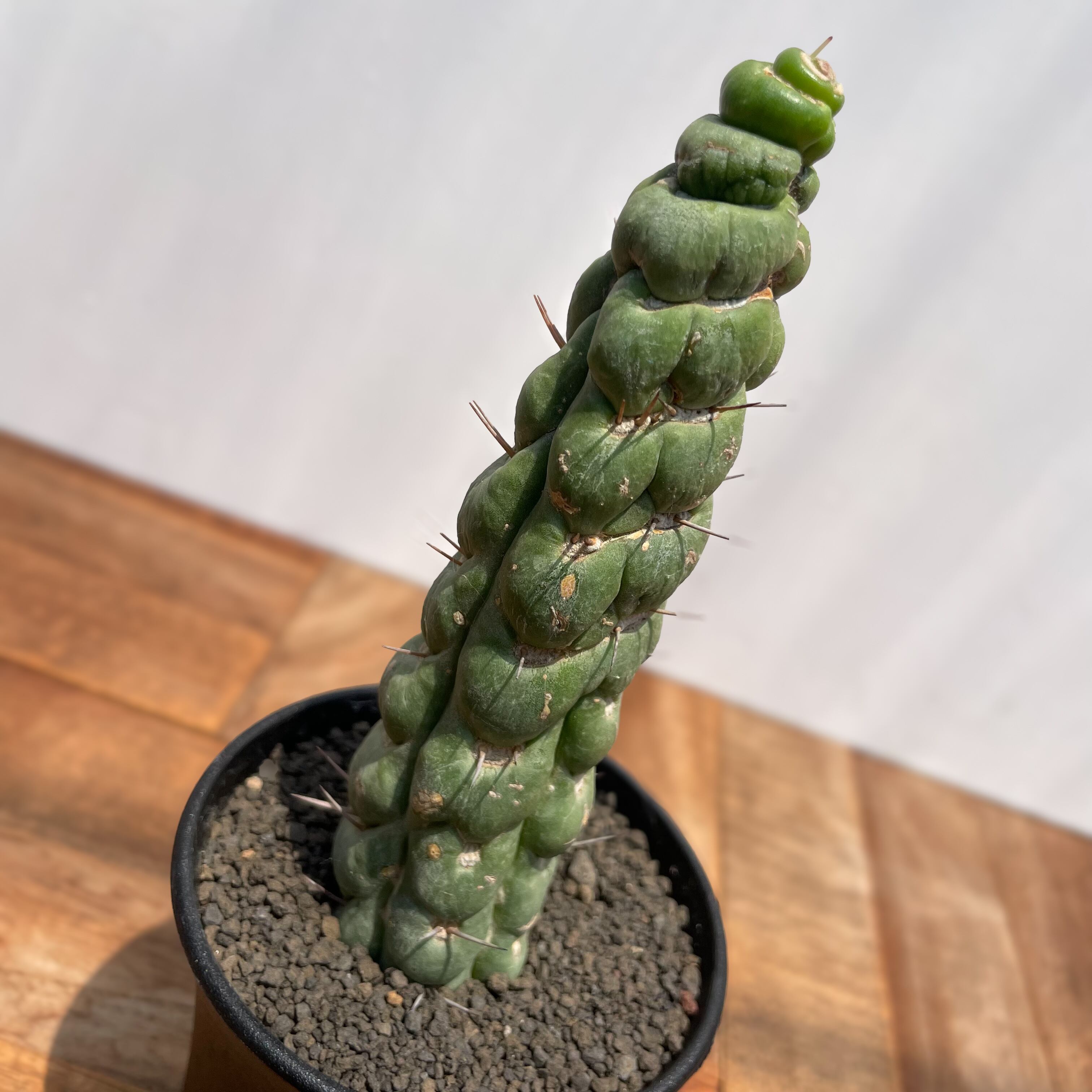 Eulychnia castanea f. spiralis 【ユーリキニア・カスタネア