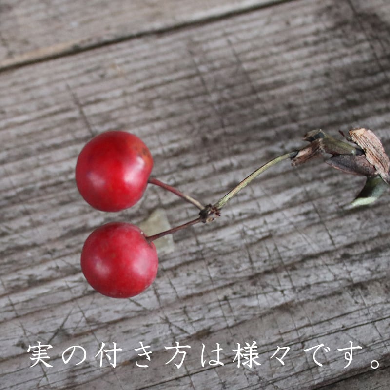 サンキライの実/ドライフラワー | 富良野 花七曜 | ドライフラワー