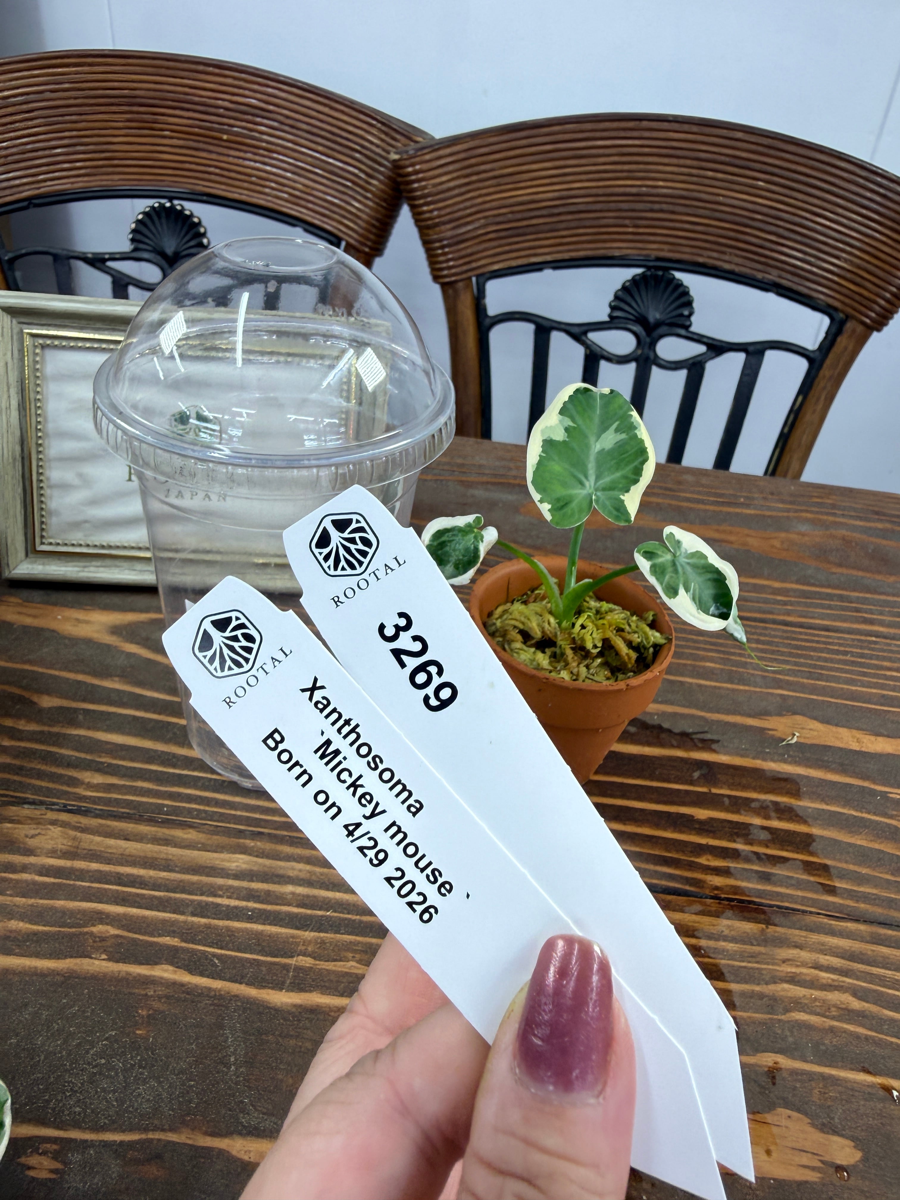 観葉植物いろいろ | ROOTALPLANTS