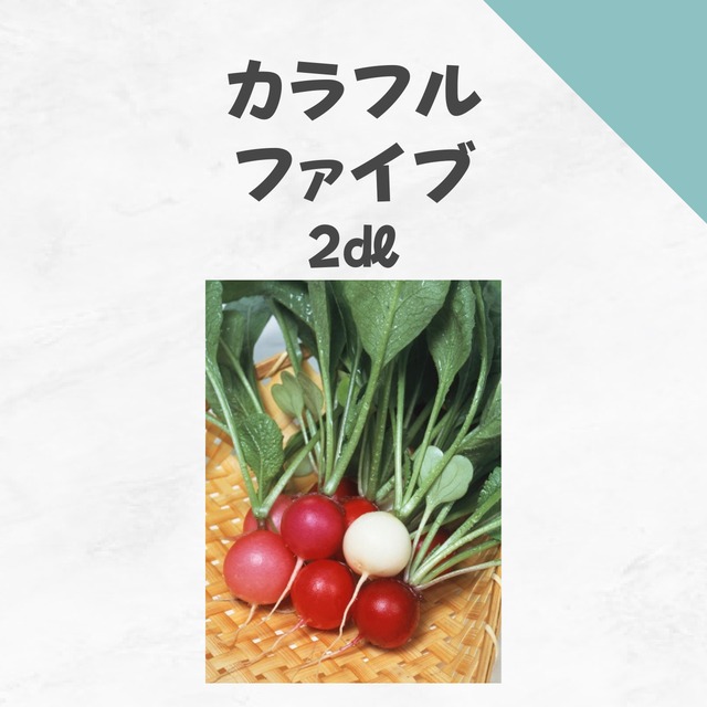 カラフルファイブ　はつかダイコン種子・2dl