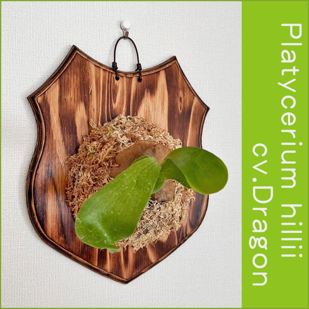 ビカクシダ　ヒリー　ドラゴン　板付 ビカクシダ ヒリードラゴン Platycerium hillii cv.Dragon 大株