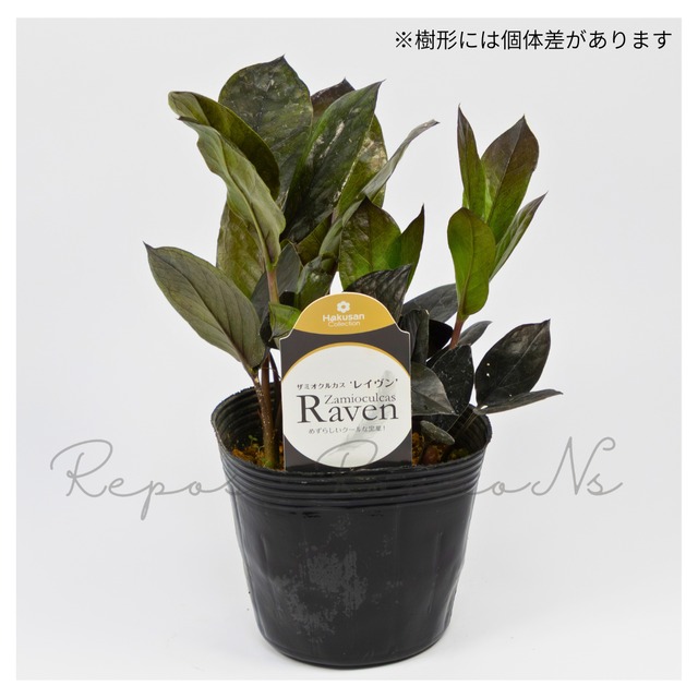 ザミオクルカス：レイブン（4.5号）希少　観葉植物　ブラックリーフ　ギフト　贈り物　お祝い