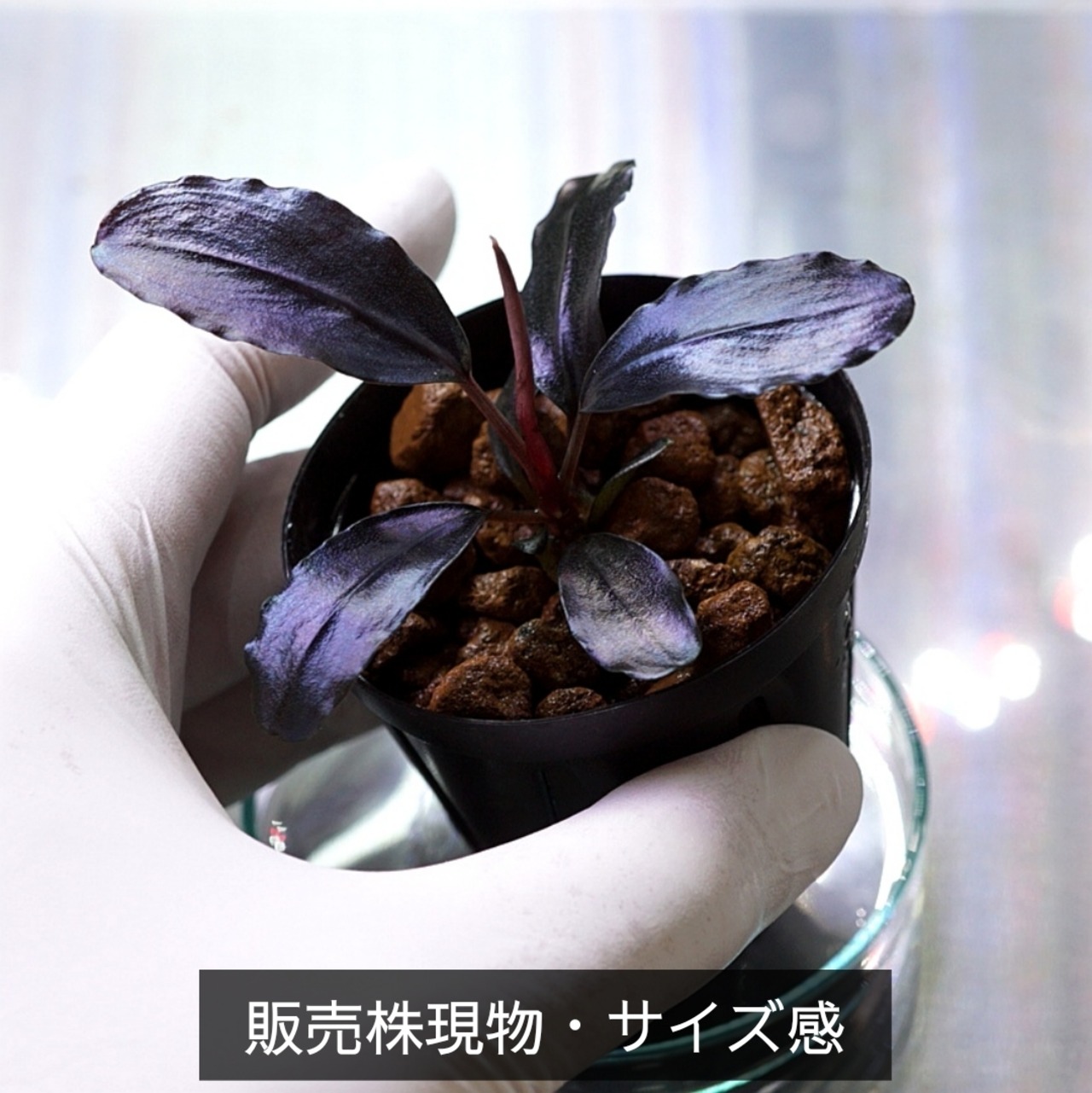 【一点物】Bucephalandra sp.”Theia blue” No-003