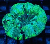Trachyphyllia geoffroyi Premium 5