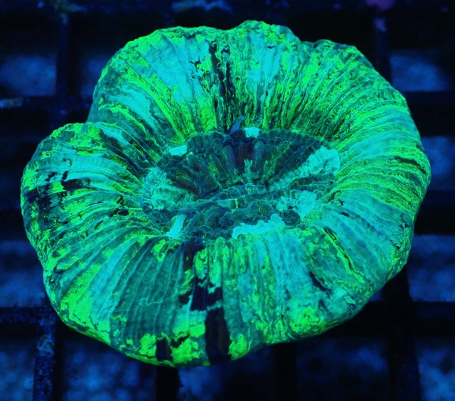 Trachyphyllia geoffroyi Premium 5
