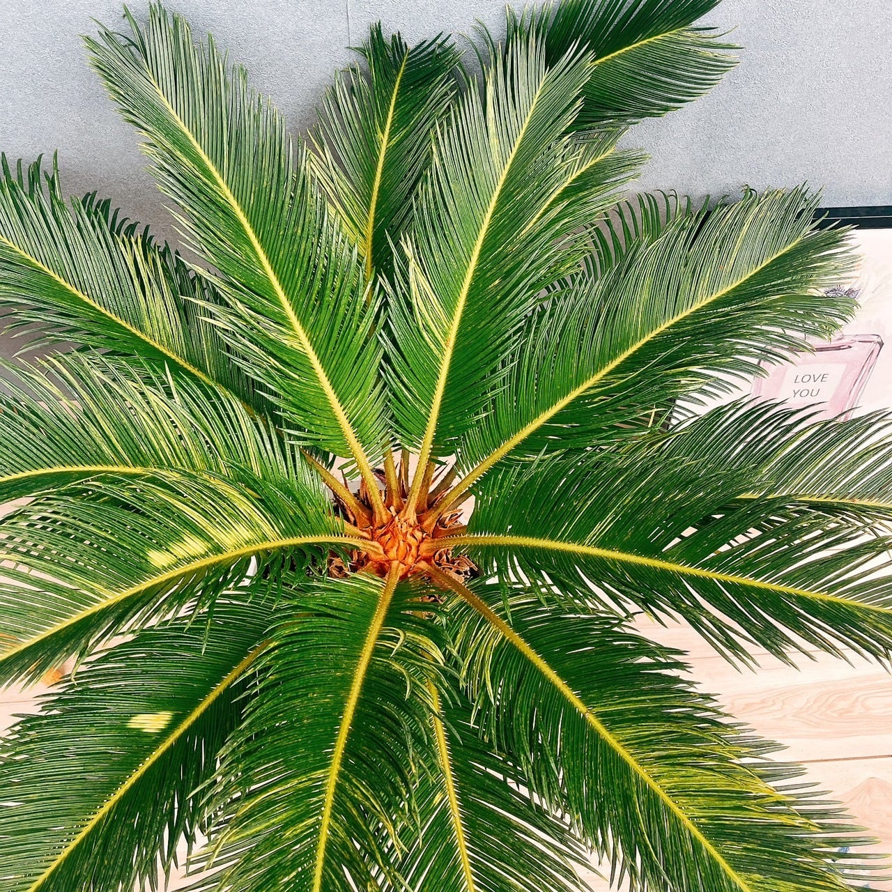 現品］【希少】キンカン ソテツ 斑入り 10号 金環 蘇轍 観葉植物 レア