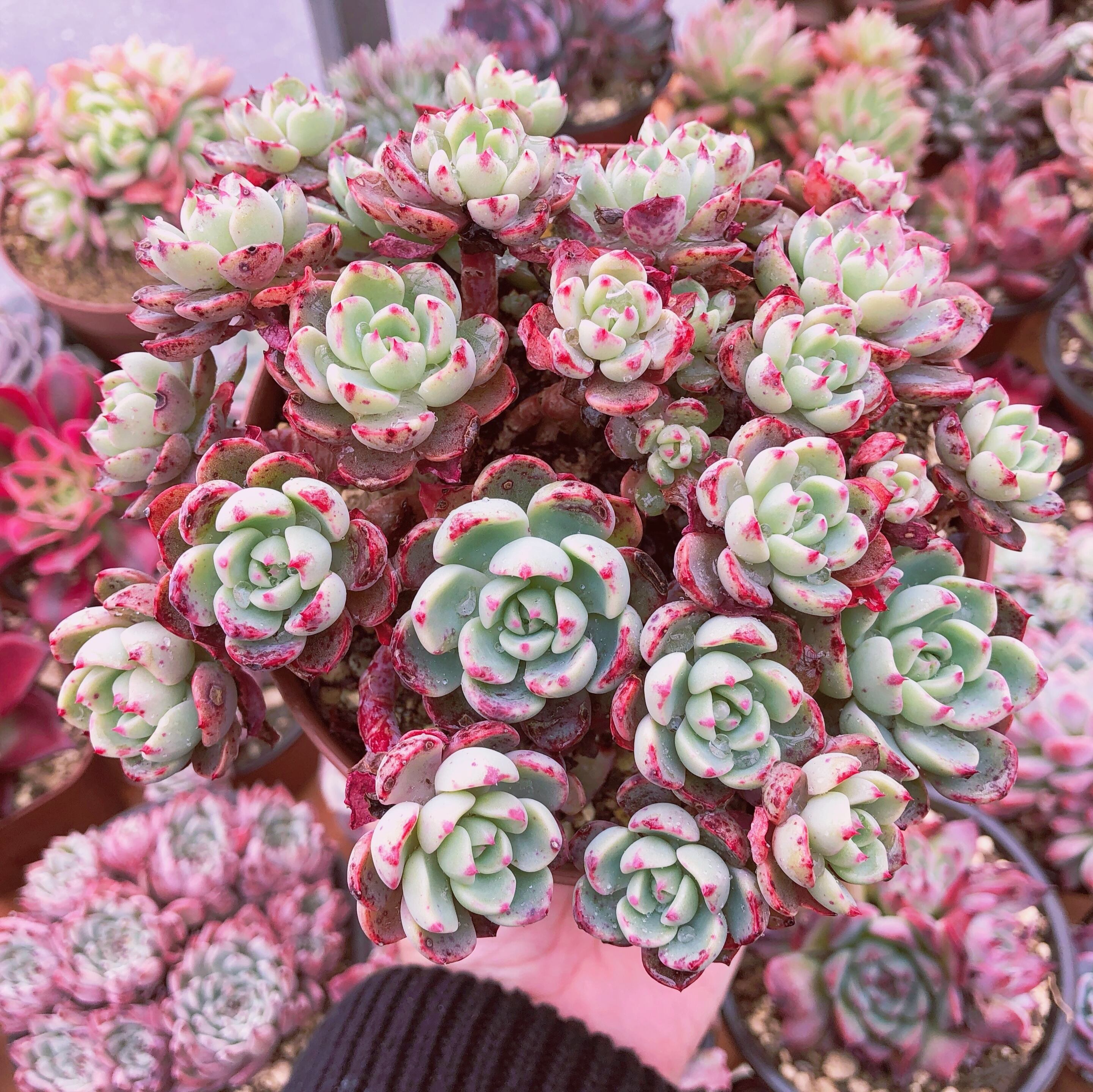 多肉植物 nanafukumini 特大群生 抜き苗 | るる農園~多肉植物専門