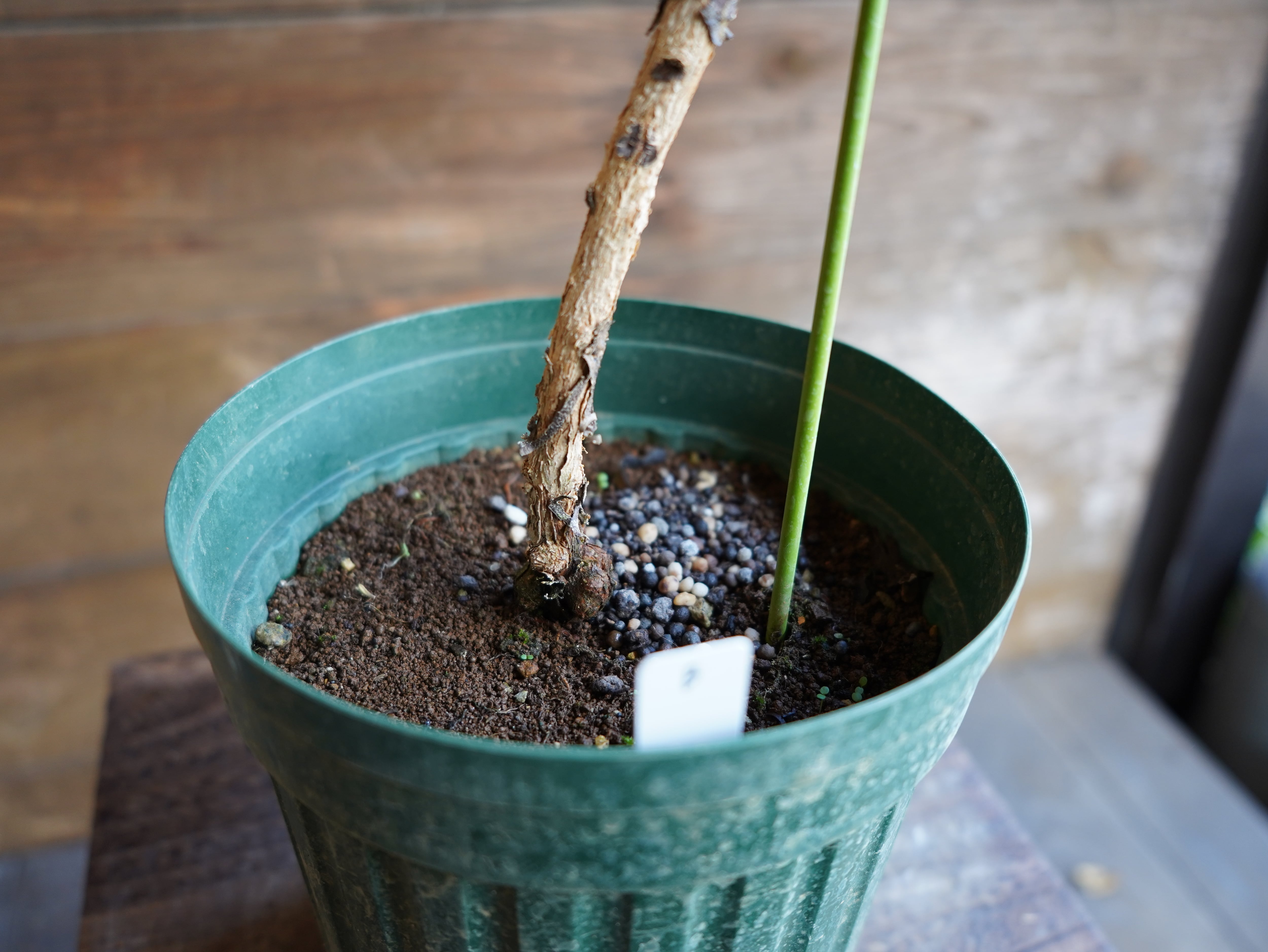 【現物】ユーカリ　”プレウロカルパ”　B