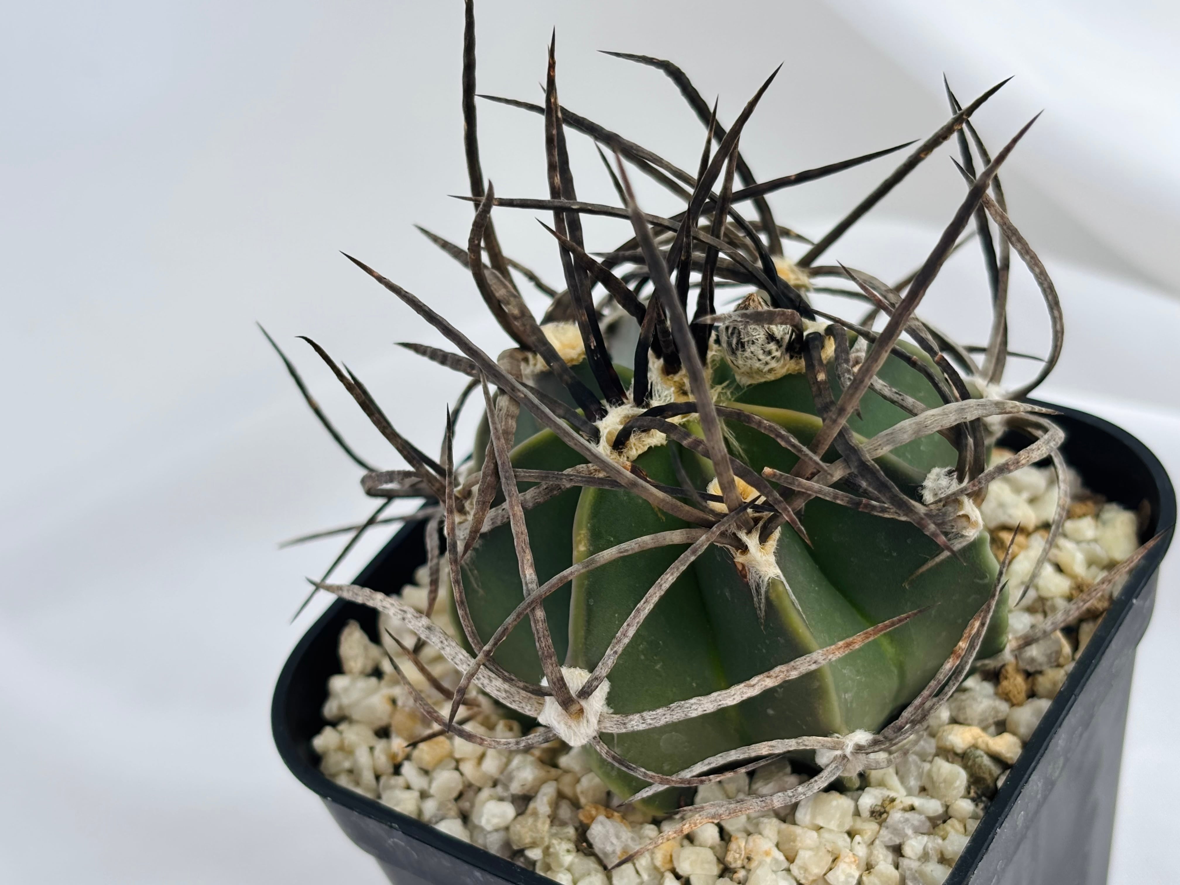 Astrophytum capricorne v. crassispinum アストロフィツム 水牛大鳳玉