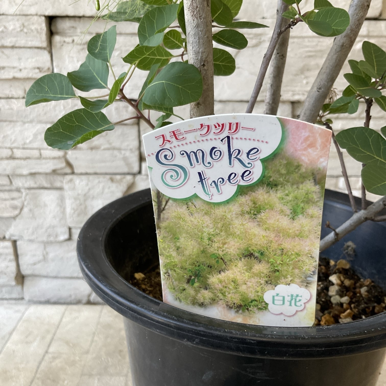 スモークツリー 白花 接木 6寸鉢 | 橋本種苗園