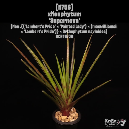 xNeophytum 'Supernova'〔ネオフィツム〕N756