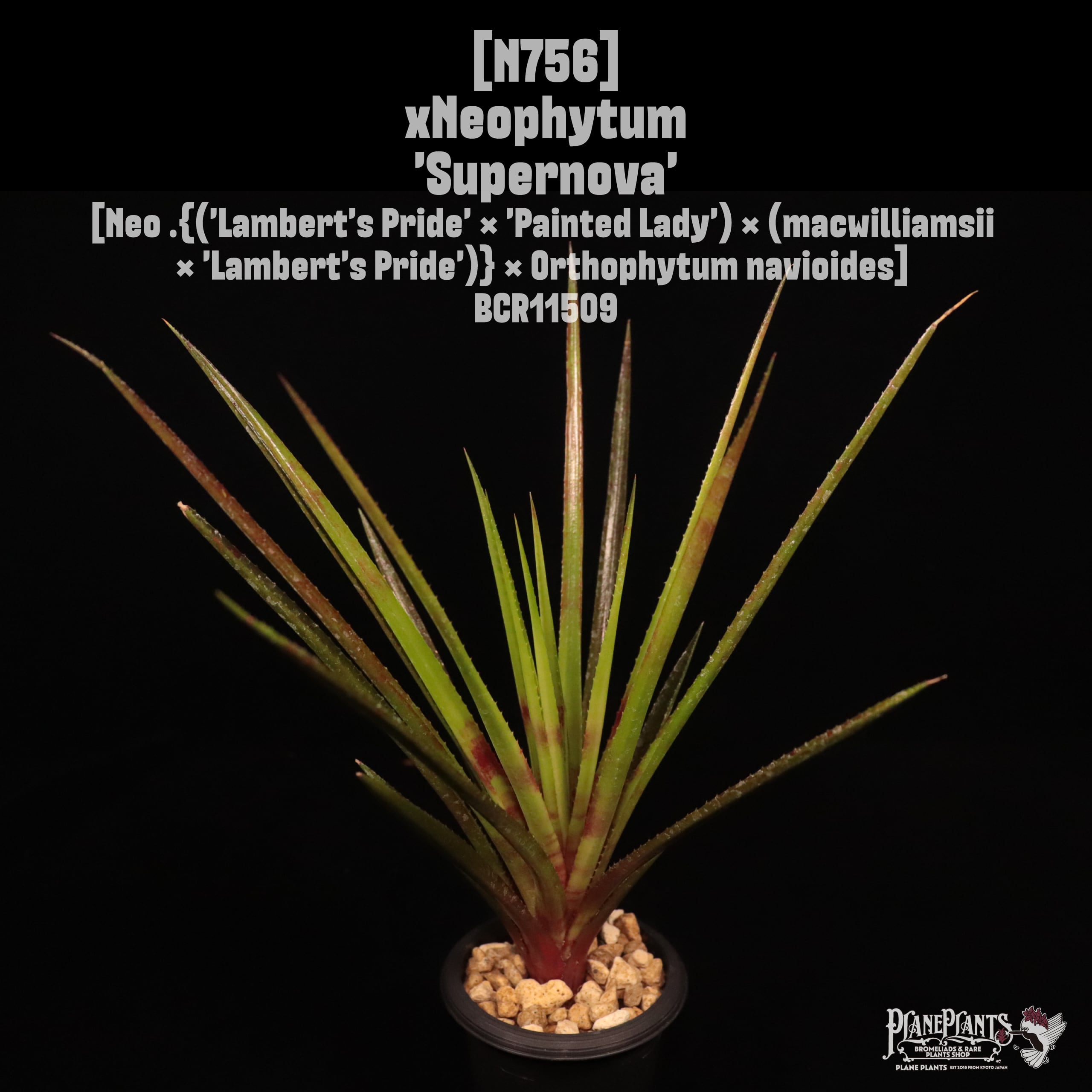 xNeophytum 'Supernova'〔ネオフィツム〕N756