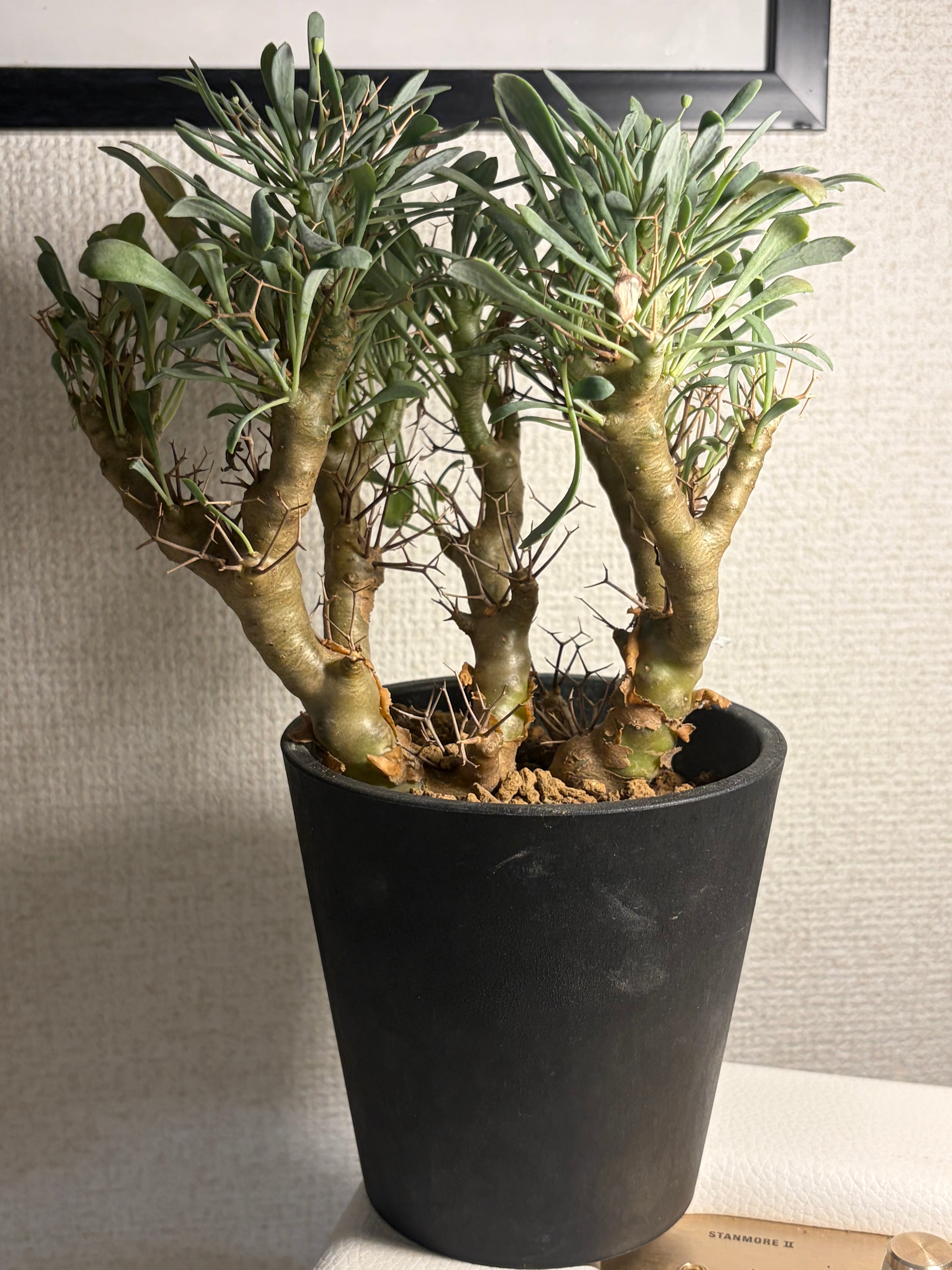 【黒鬼城】オトンナ ユーフォルビオイデス チレコドン レディキュラータス塊根植物 黒鬼城】オトンナ ユーフォルビオイデス チレコドン レディキュラー
