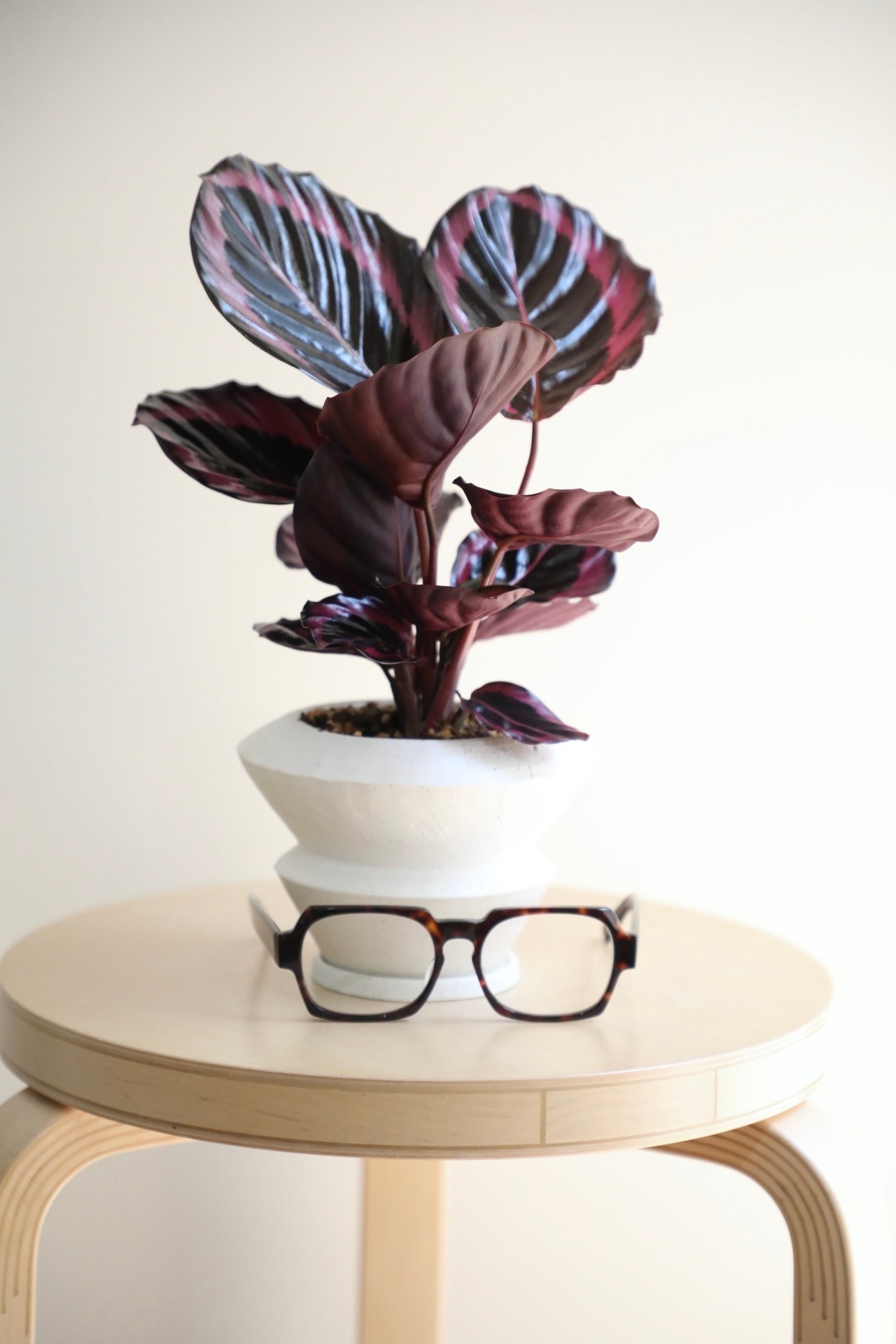 【S】カラテア レッドモジョ/Calathea