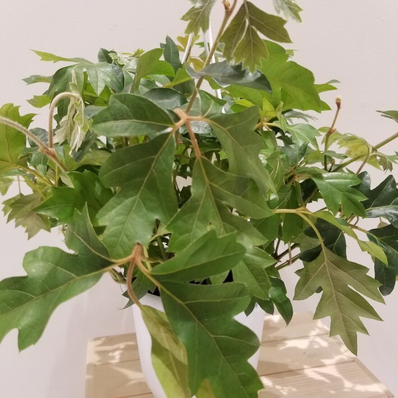 一点もの シッサス エレンダニカ 観葉植物 エレンダニカ つる性おすすめ エレンダニカプレゼント 植物初心者 フラワーギフト専門店 Conoka Online Shop お花や観葉植物で記念日を彩る 一点もの シッサス エレンダニカ 観葉植物 エレンダニカ つる性おすすめ エレンダニカプレゼント 植物初心者 フラワーギフト専門店 Conoka Online Shop お花や観葉植物で記念日を彩る