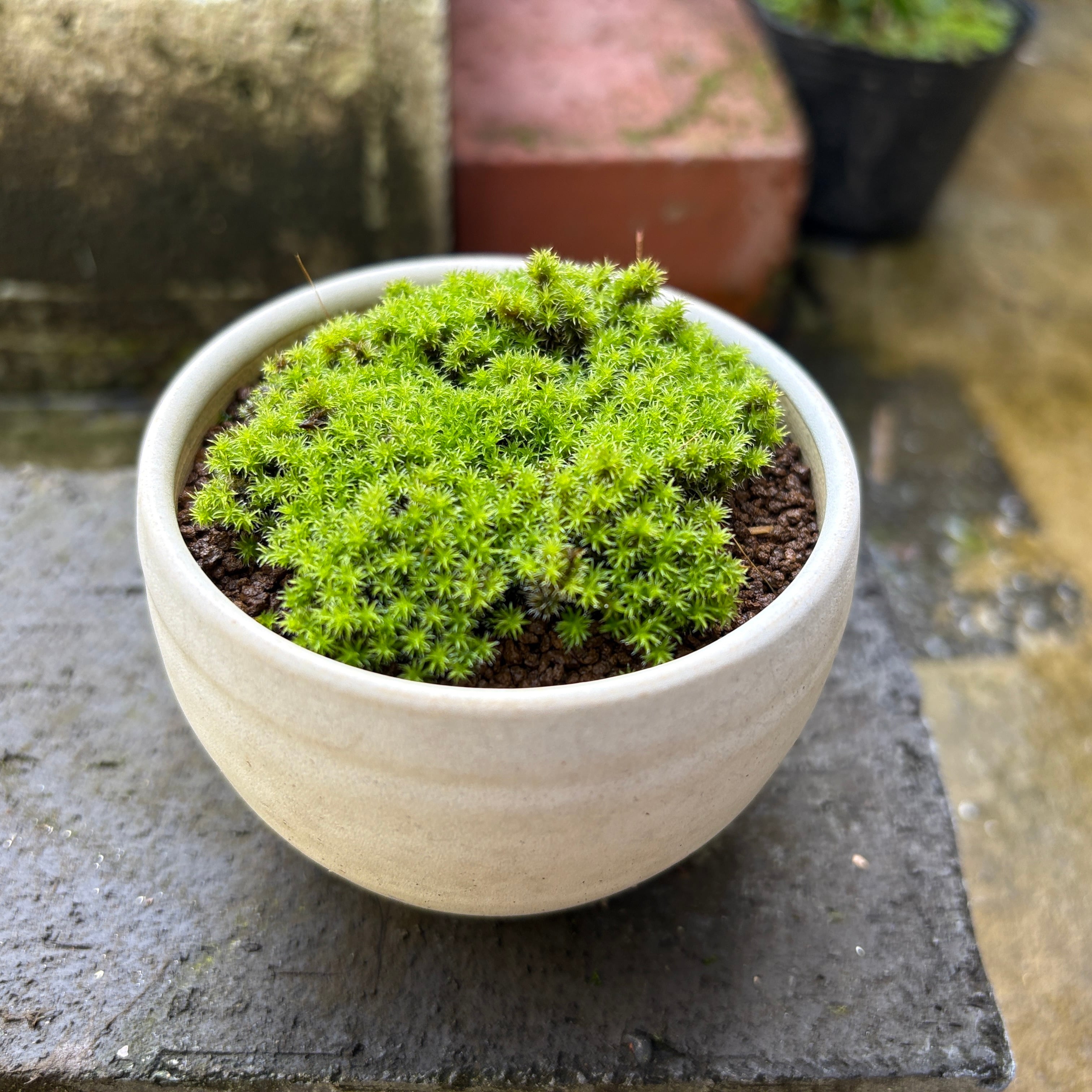 じっくり育てたスナゴケの苔盆栽◆道草オリジナル信楽焼き器入り【白鉢 限定1】