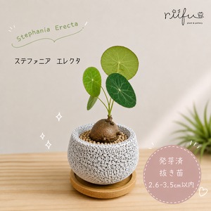 ♡抜き苗♡〚ミニサイズ♡ステファニア エレクタ〛Stephania Erecta / ステファニアピエレイ 直径 2.6~3.5cm以内 塊根植物 コーデックス 発芽済