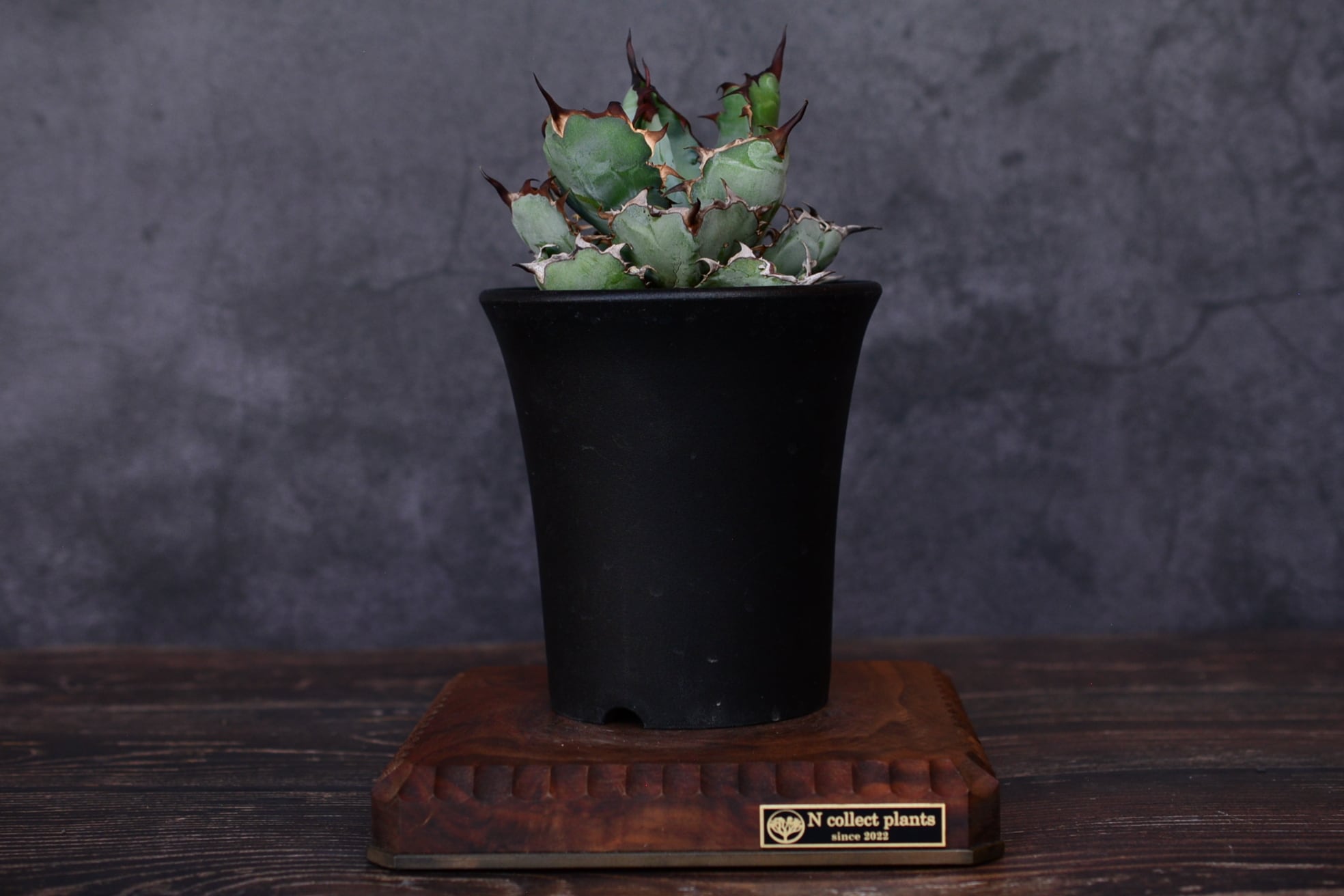 アガベ チタノタ ブラック＆ブルー | N collect plants