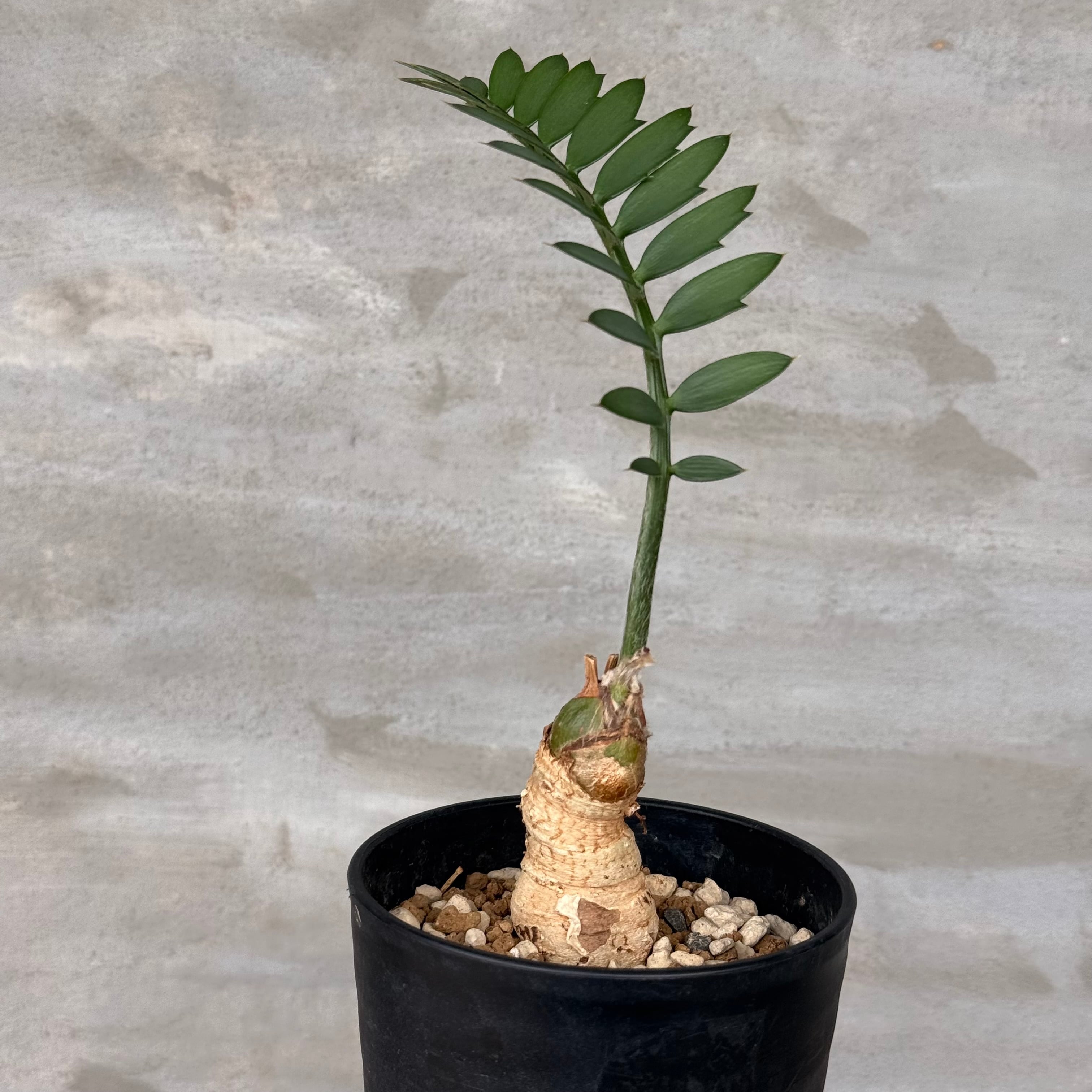 【現地球／発根済】小さな巨人/バオバブフォーム ピグマエア 植物 | A-PLANTS