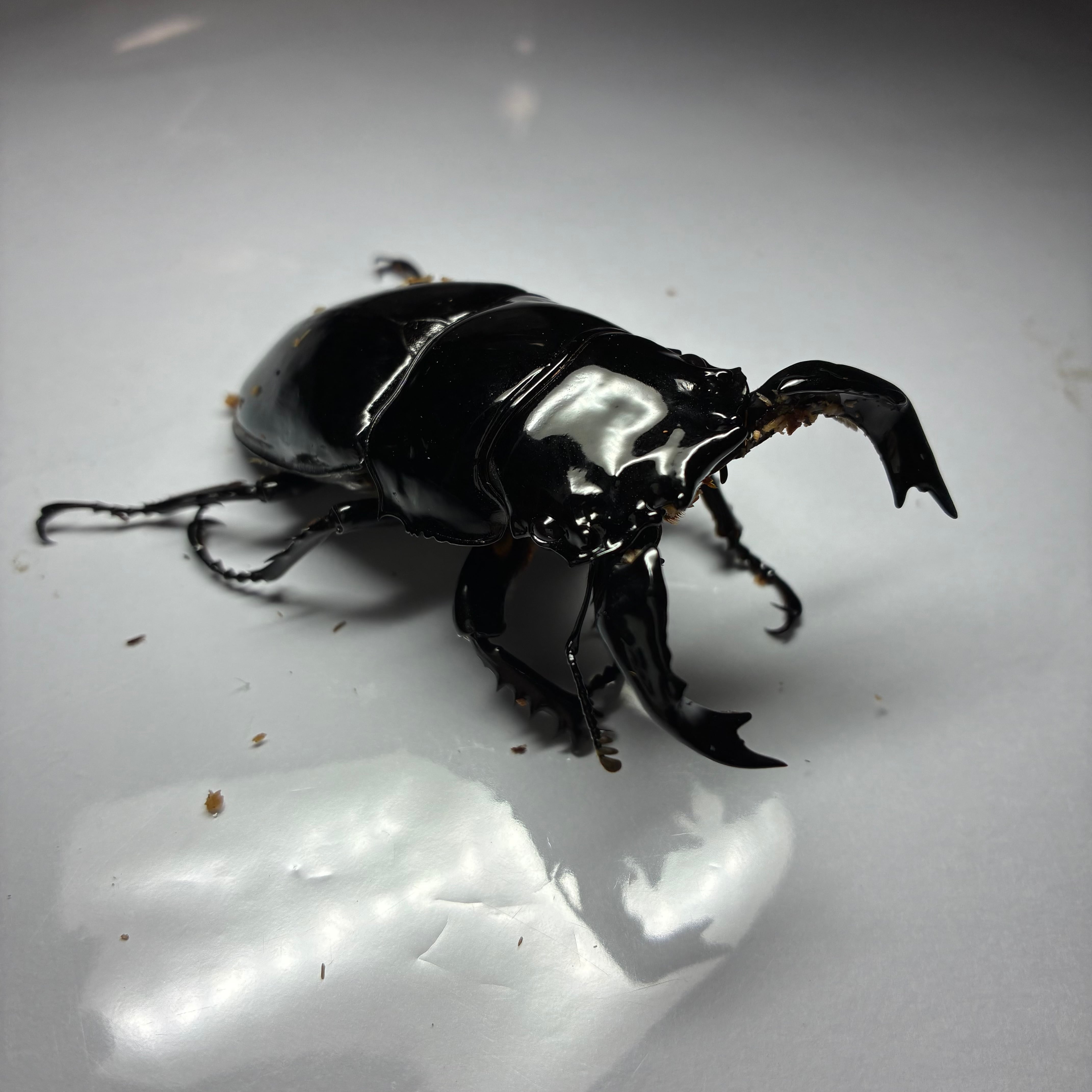 150mm】ユウレイヒレアシナナフシの昆虫標本 Extatosoma popa