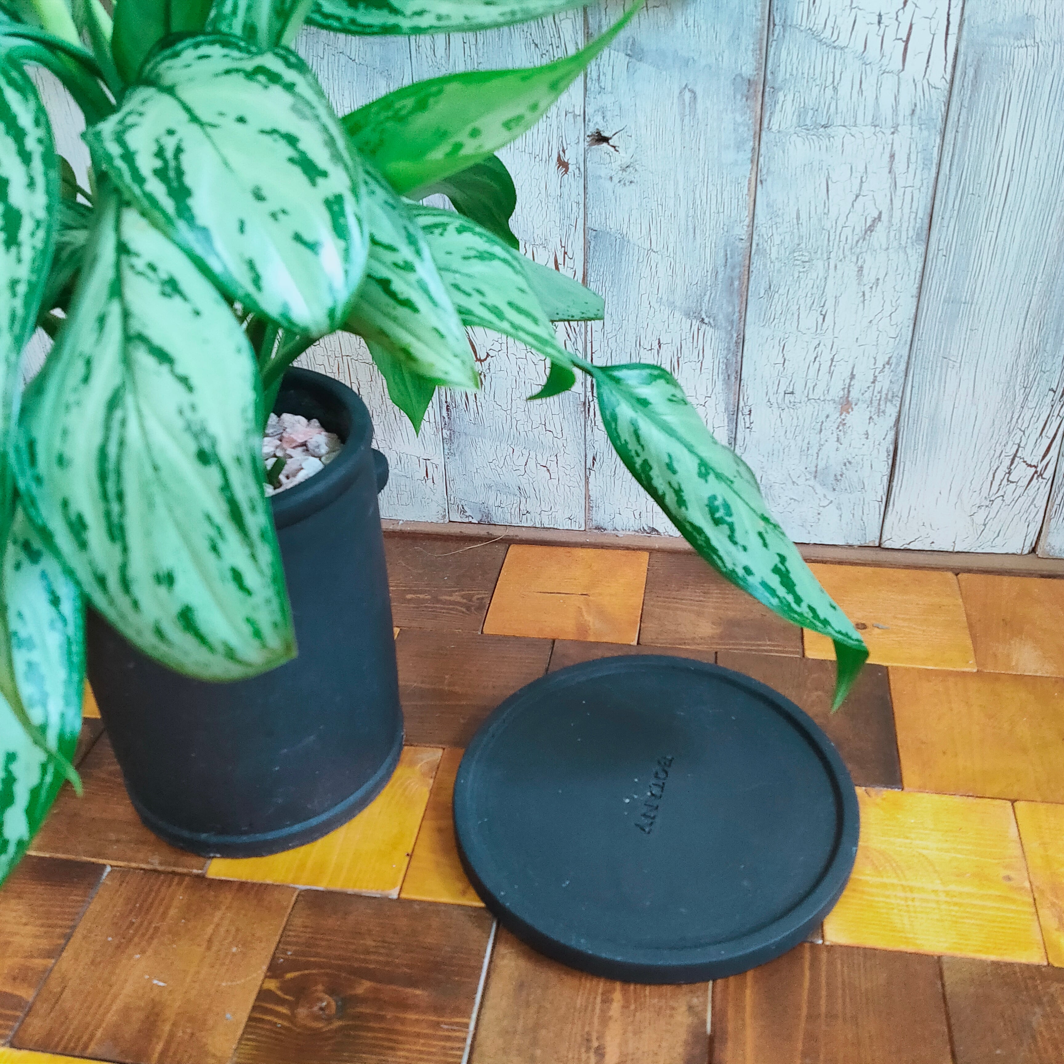 【観葉植物】アグラオネマ　シルバークィーン　受皿付 PLANCHU 観葉植物 アグラオネマ シルバークイーン 4号鉢 受け皿付き