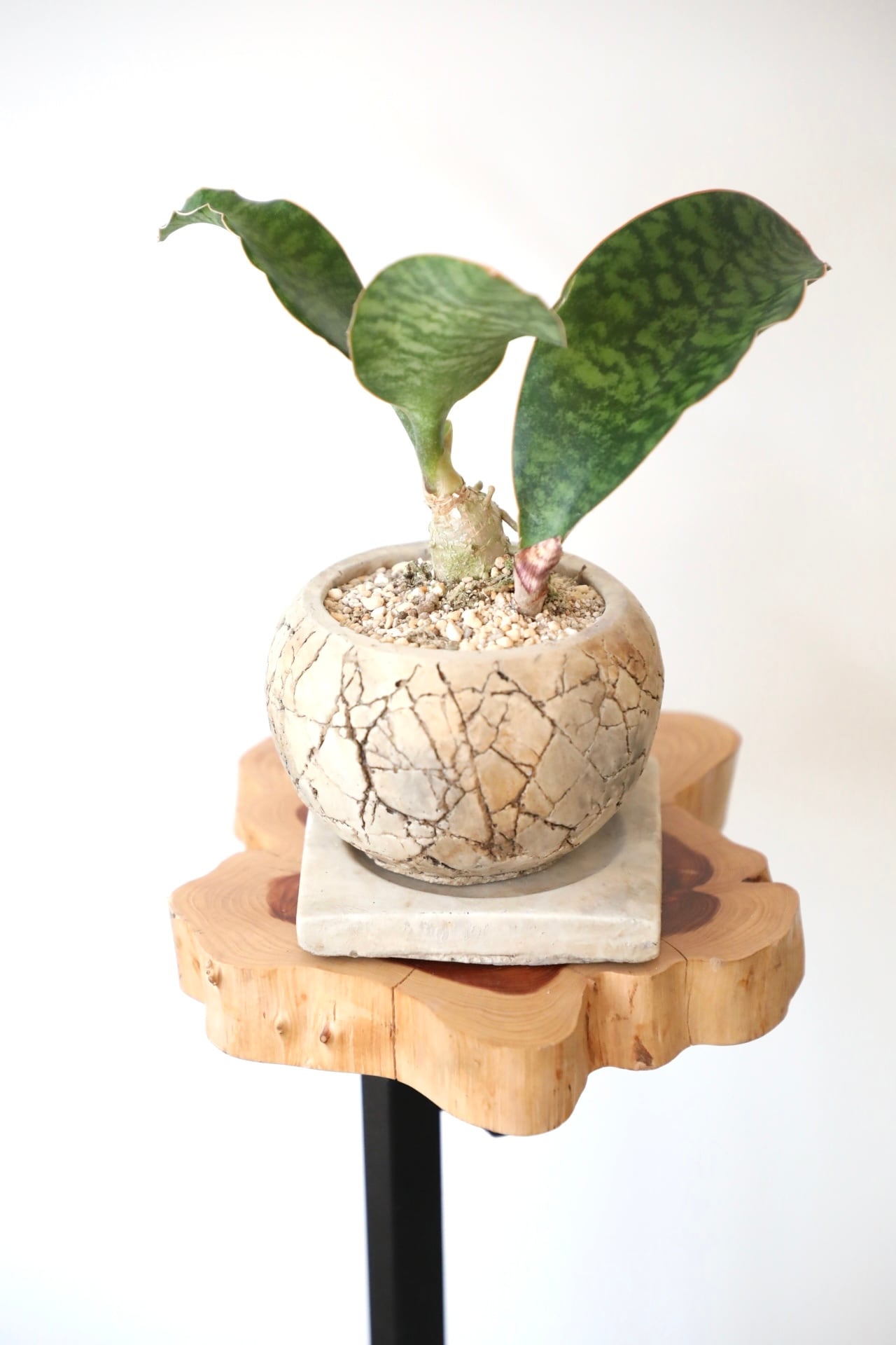 サンスベリア　サンセベリア　マッソニアーナ サンセベリア：マッソニアーナ（斑入り） 4号鉢植え23-01 の通販