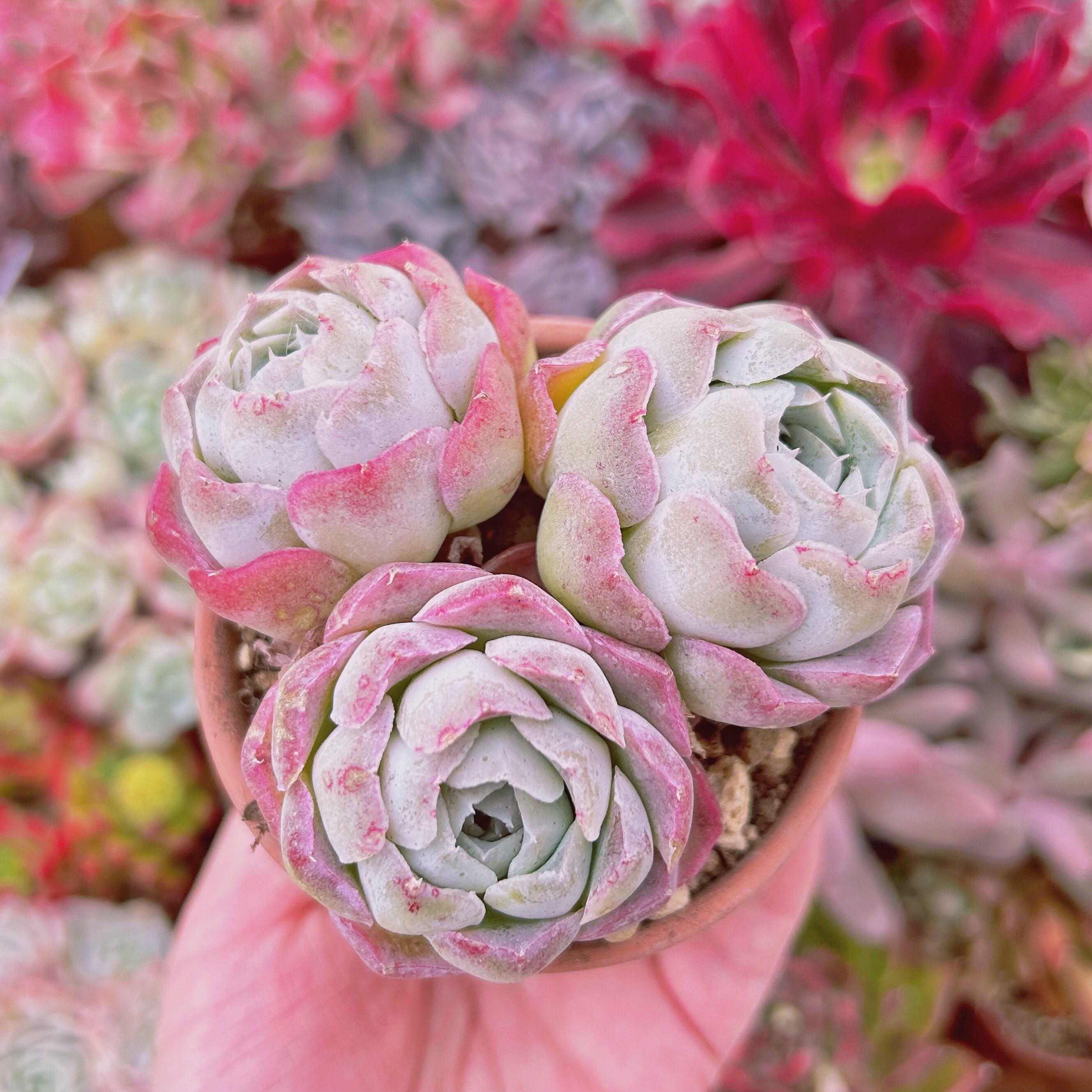 #265現物　多肉植物　薔薇月影　特大